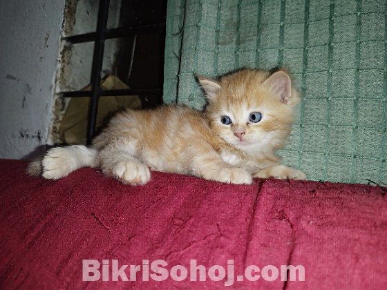 100% mix breed ginger kitten